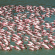 Lake Manyara