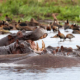 hippos at lake manyara national park Tanzania