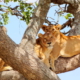 Lions in the national parks of Tanzania