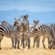 Group of zebras in Tarangire National Park / Tanzania